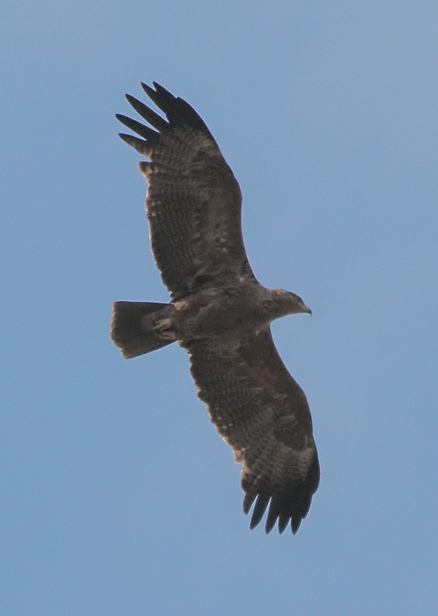 Aigle ravisseur - ML641079373