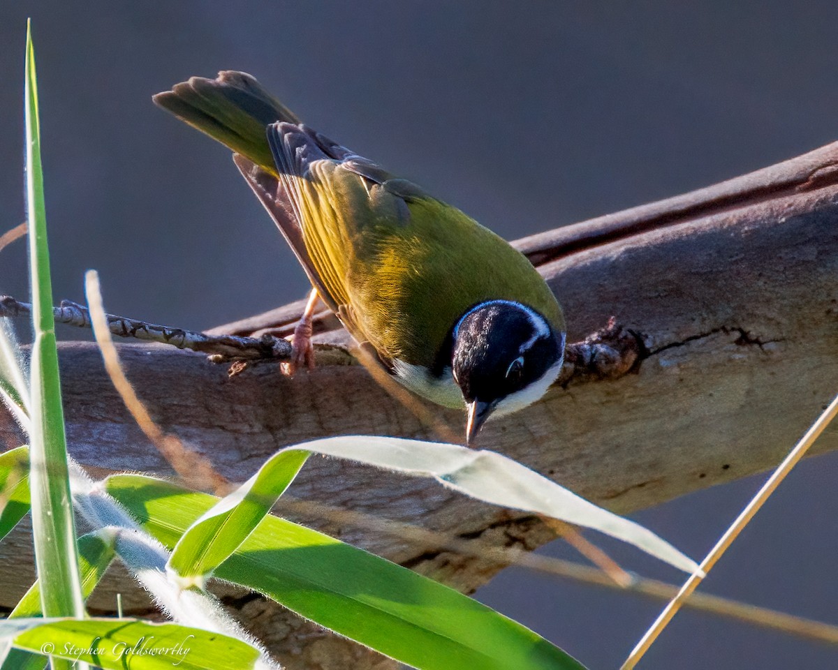 White-throated Honeyeater - ML641079381