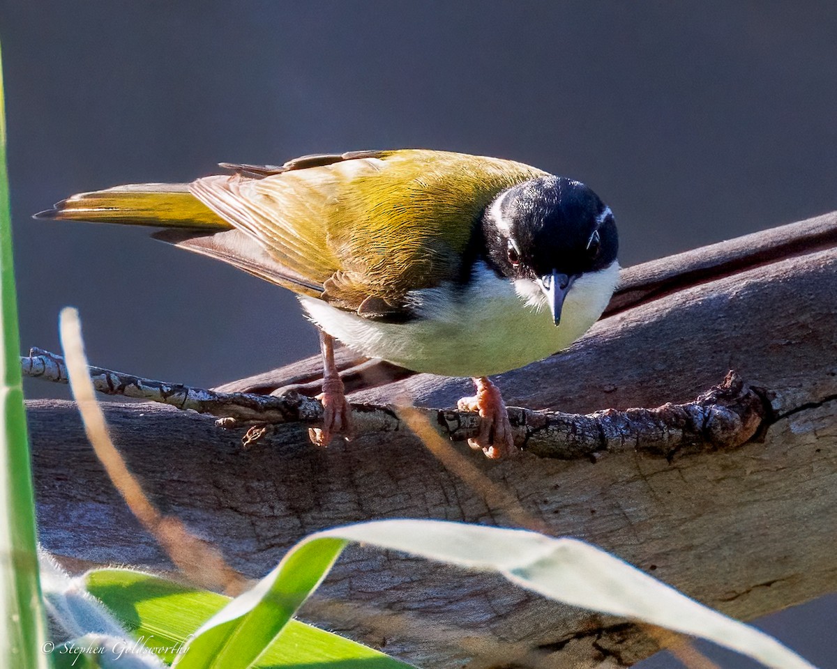 White-throated Honeyeater - ML641079382