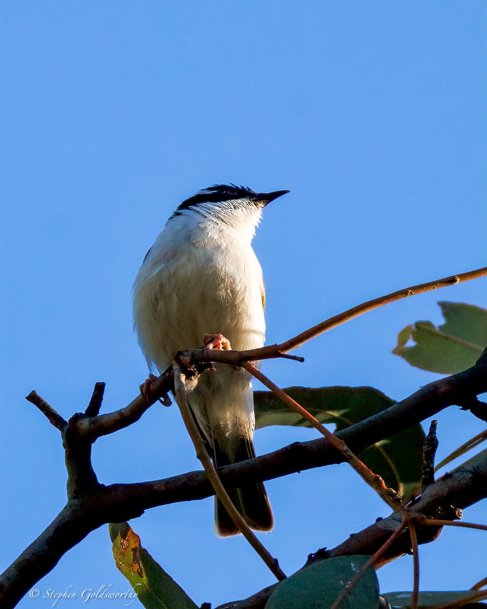 White-throated Honeyeater - ML641079383