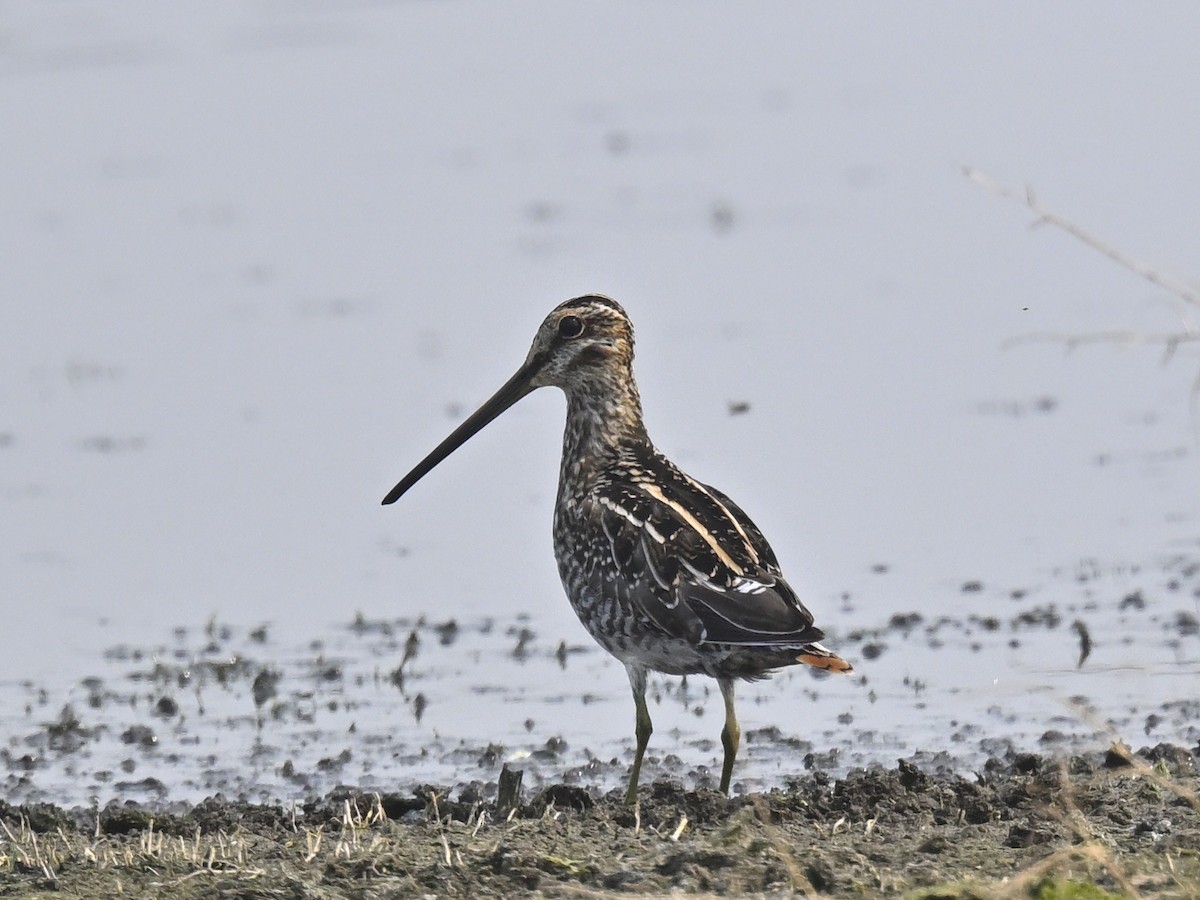 Wilson's Snipe - ML641079389