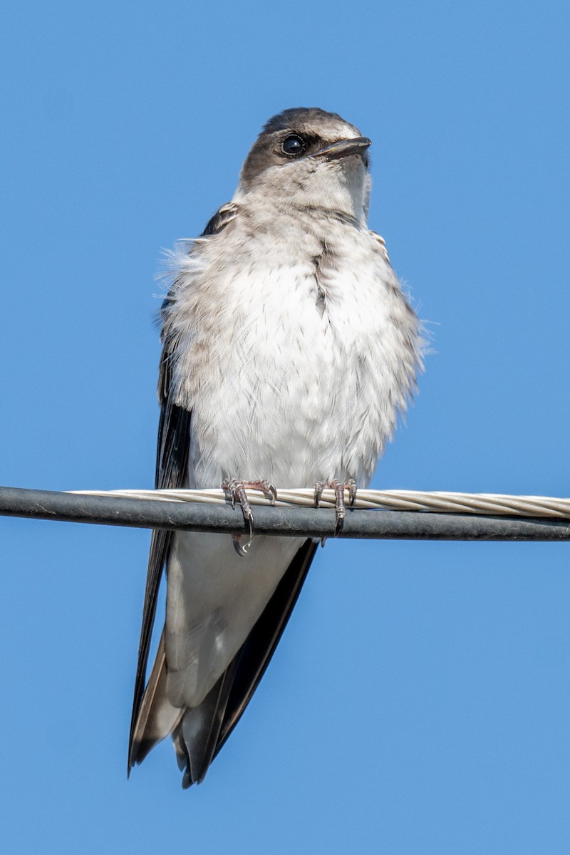 Purple Martin - ML641079400