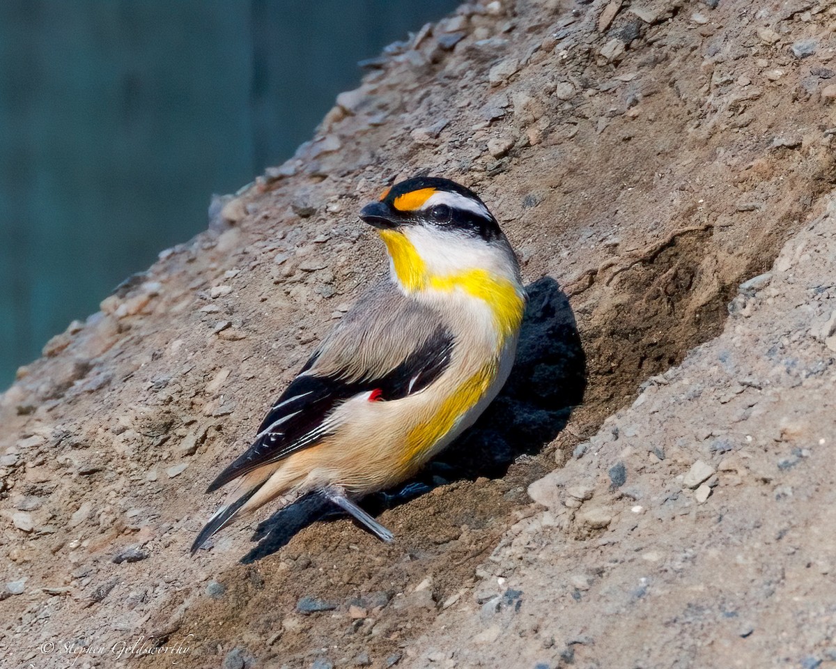 Striated Pardalote (Black-headed) - ML641079405