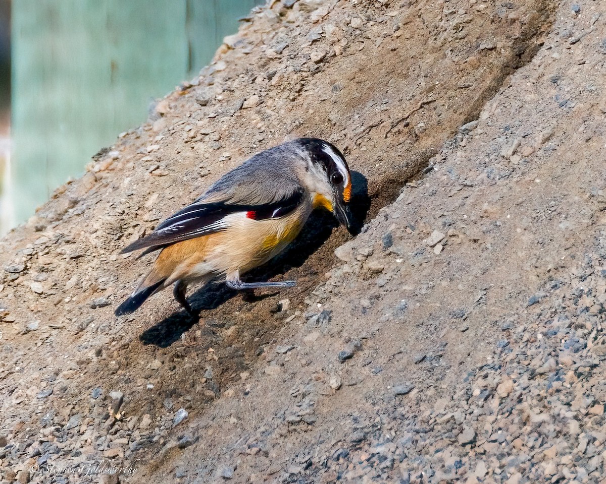 Striated Pardalote (Black-headed) - ML641079406