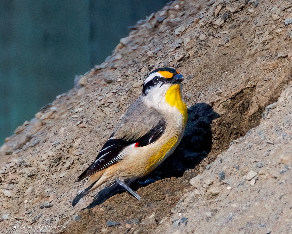 Striated Pardalote (Black-headed) - ML641079407