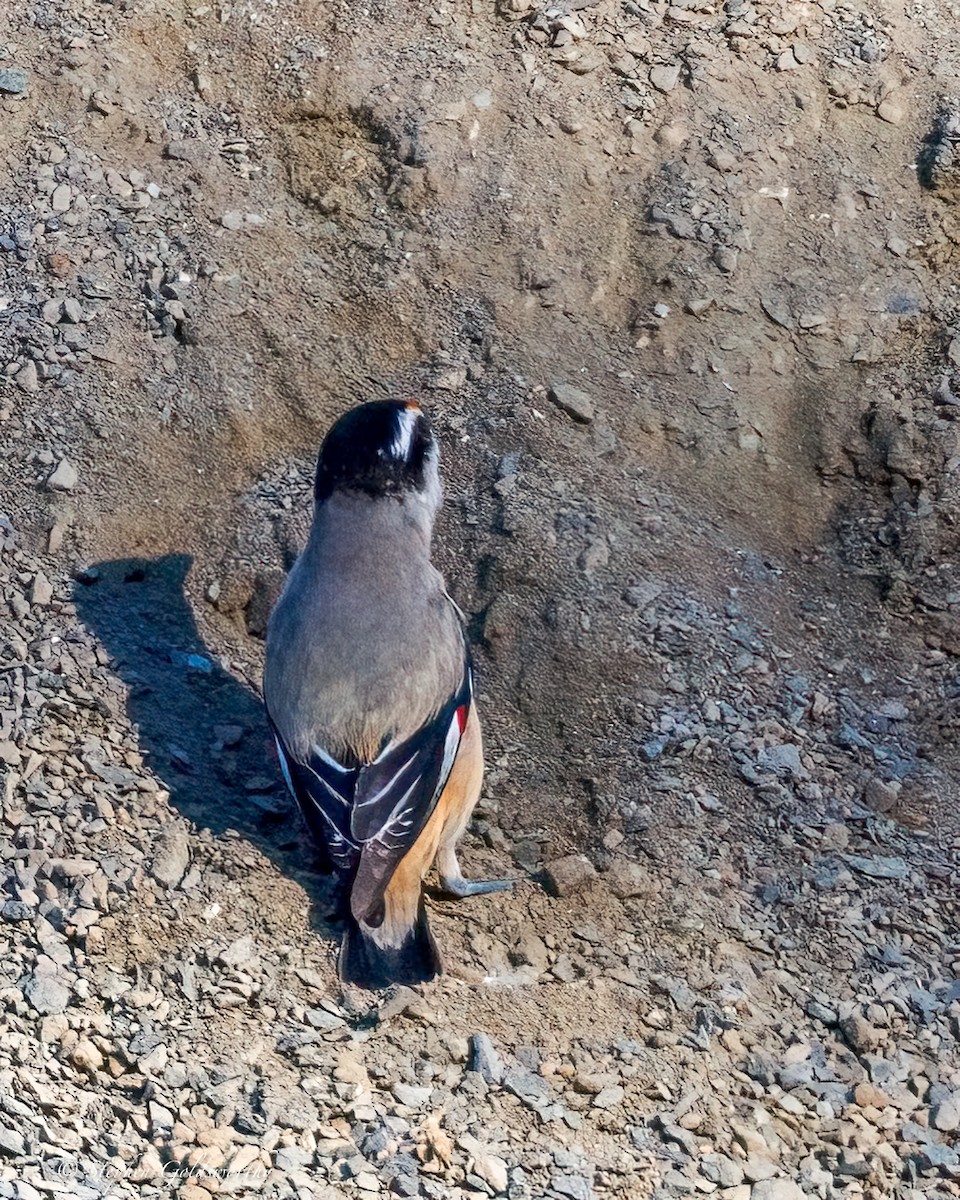 Striated Pardalote (Black-headed) - ML641079408