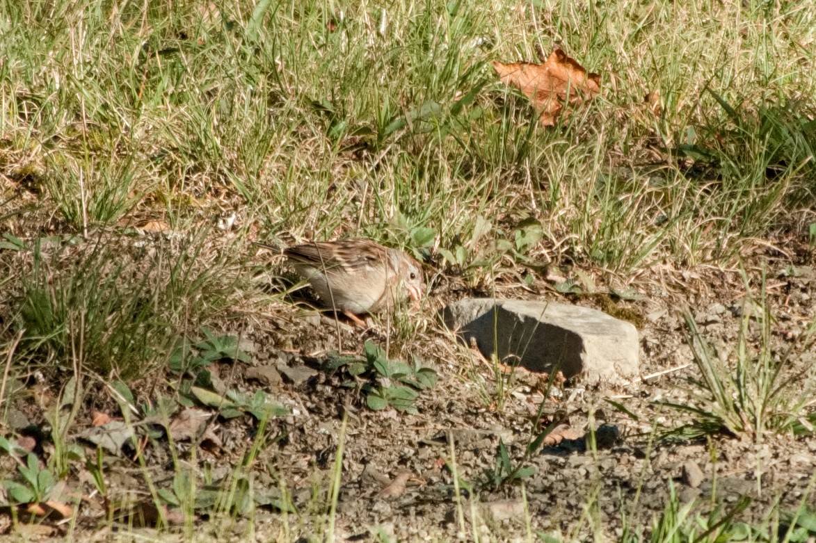Field Sparrow - ML641079421