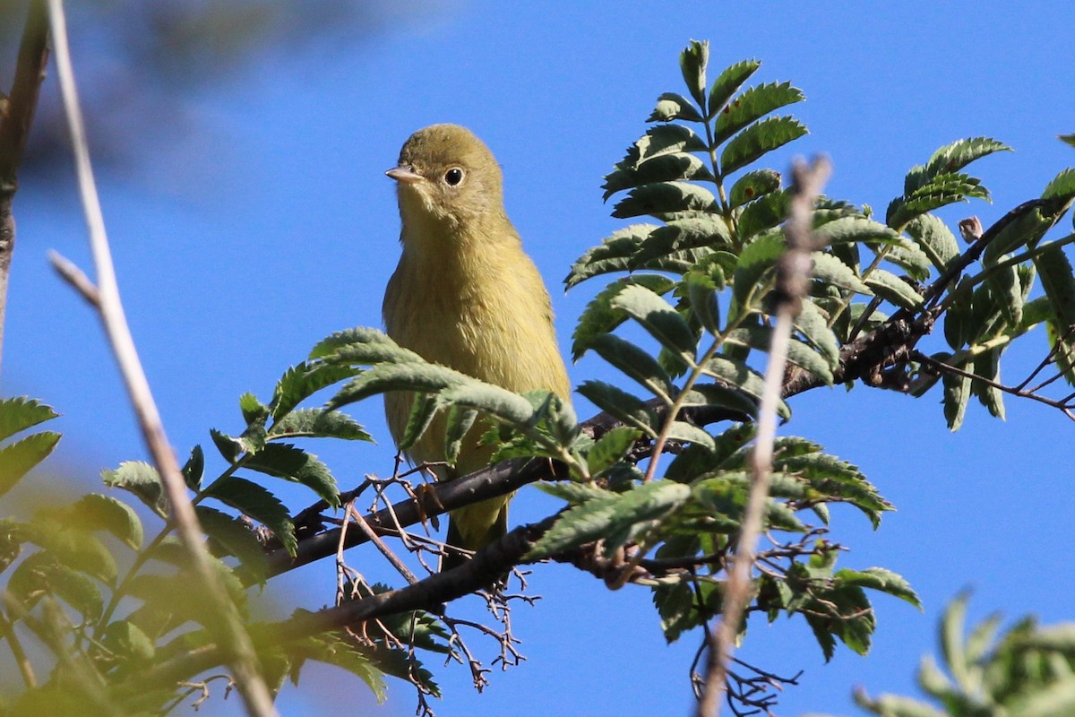 Yellow Warbler - ML641079453