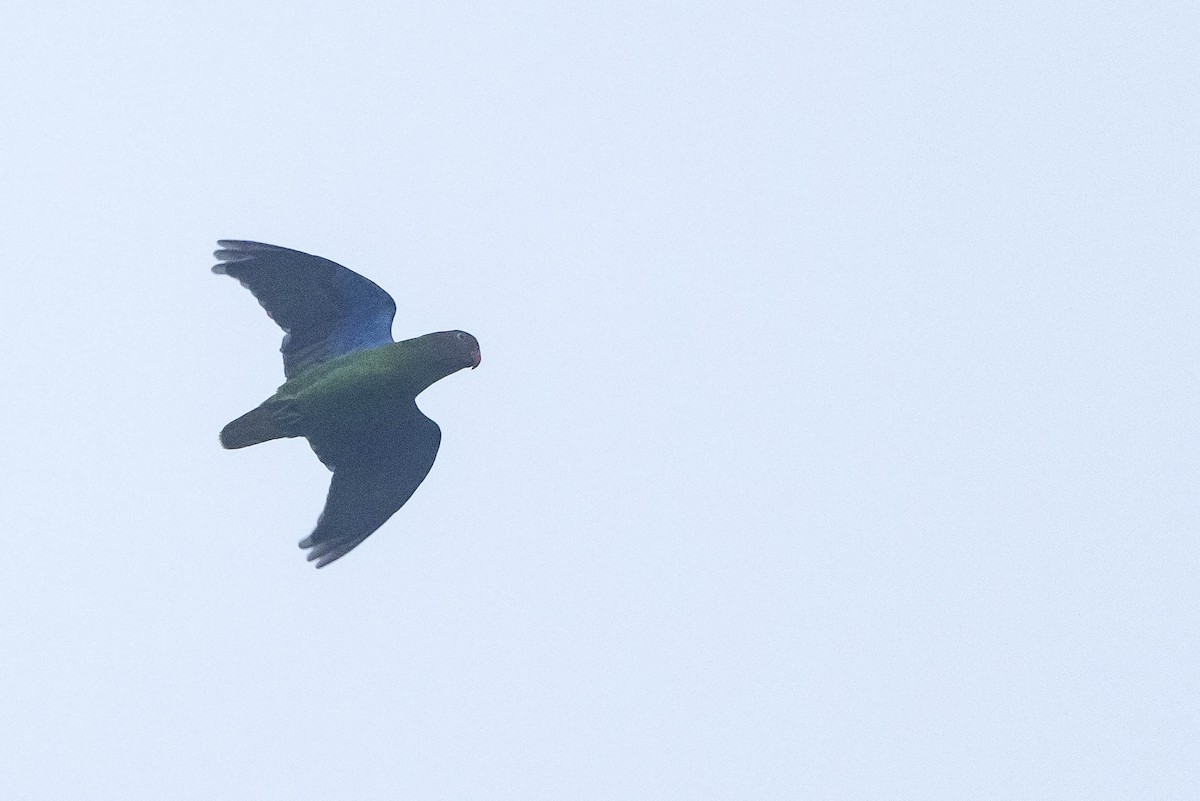 Red-cheeked Parrot - ML641079485