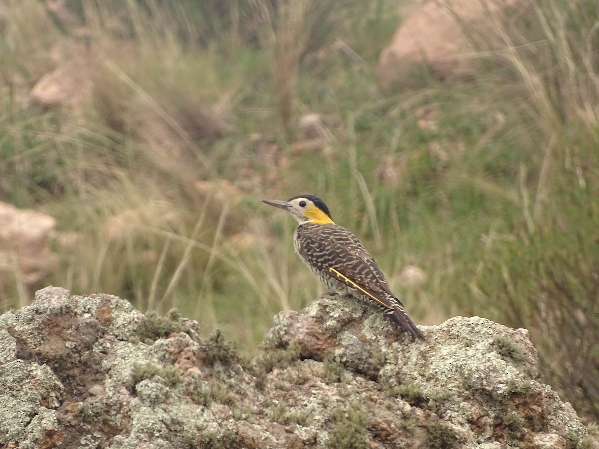 Campo Flicker - ML641079510