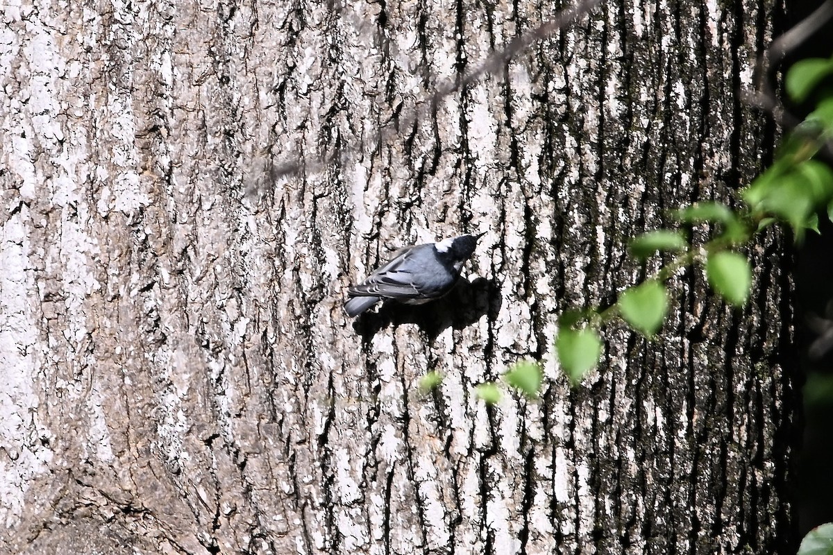 White-breasted Nuthatch - ML641079515