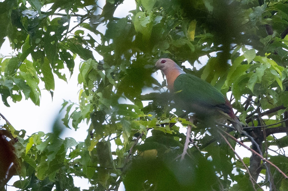 Purple-tailed Imperial-Pigeon - ML641079517