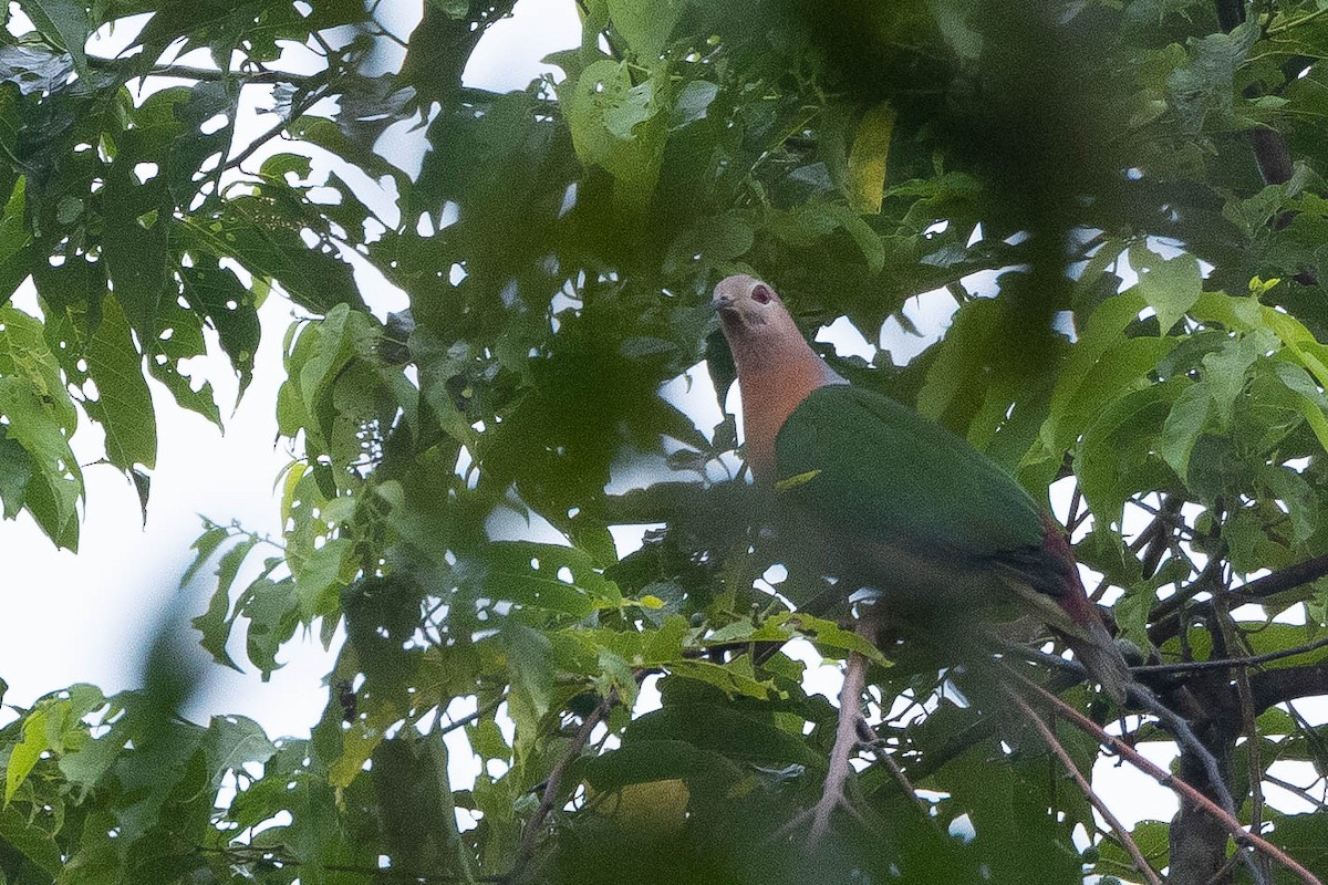 Purple-tailed Imperial-Pigeon - ML641079521
