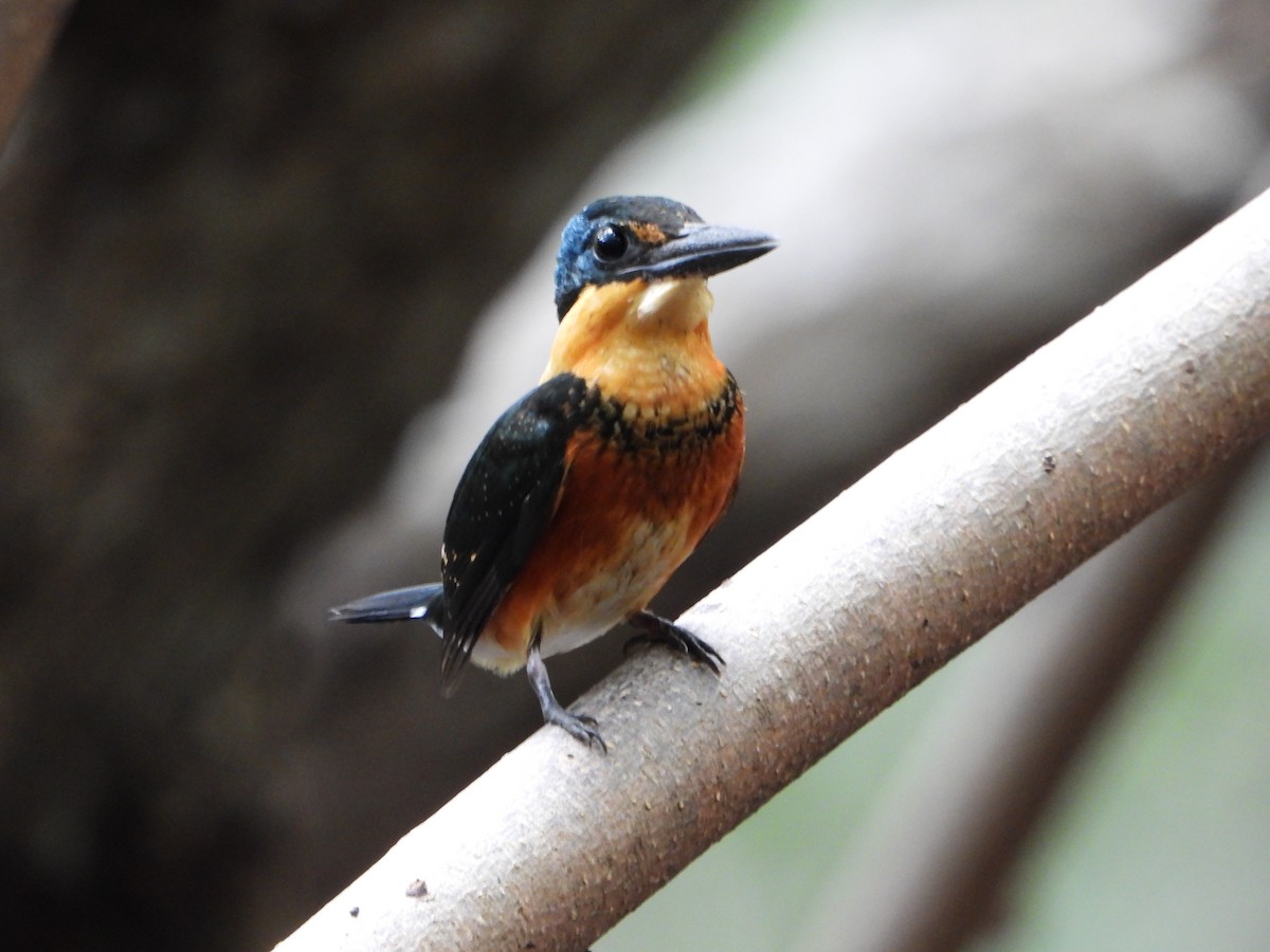 American Pygmy Kingfisher - ML641079531