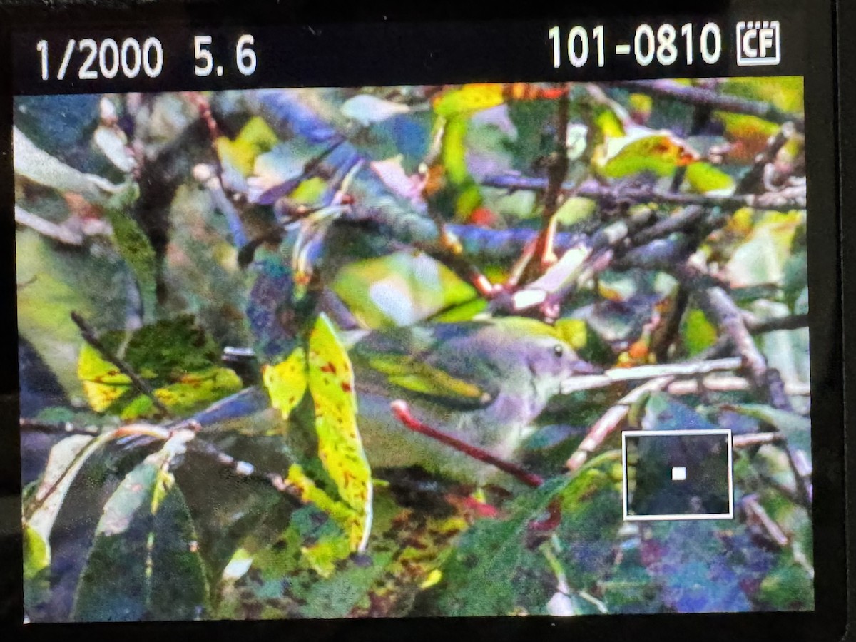 Golden-winged Warbler - ML641079534