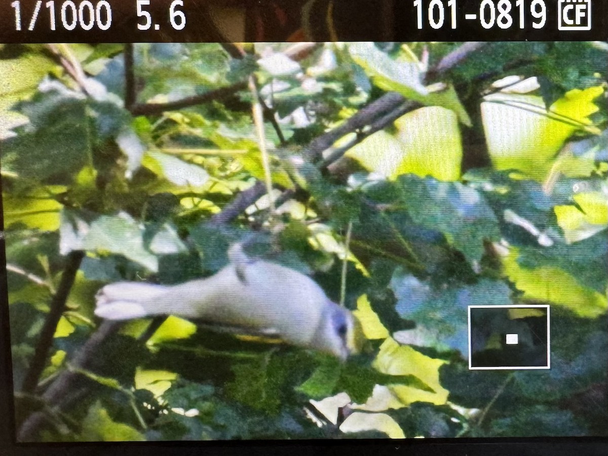 Golden-winged Warbler - ML641079535