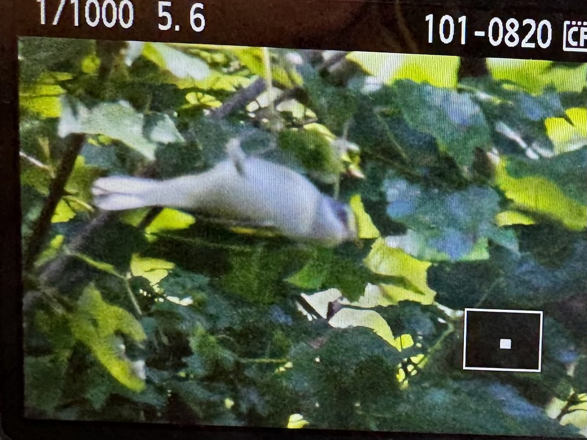 Golden-winged Warbler - ML641079536