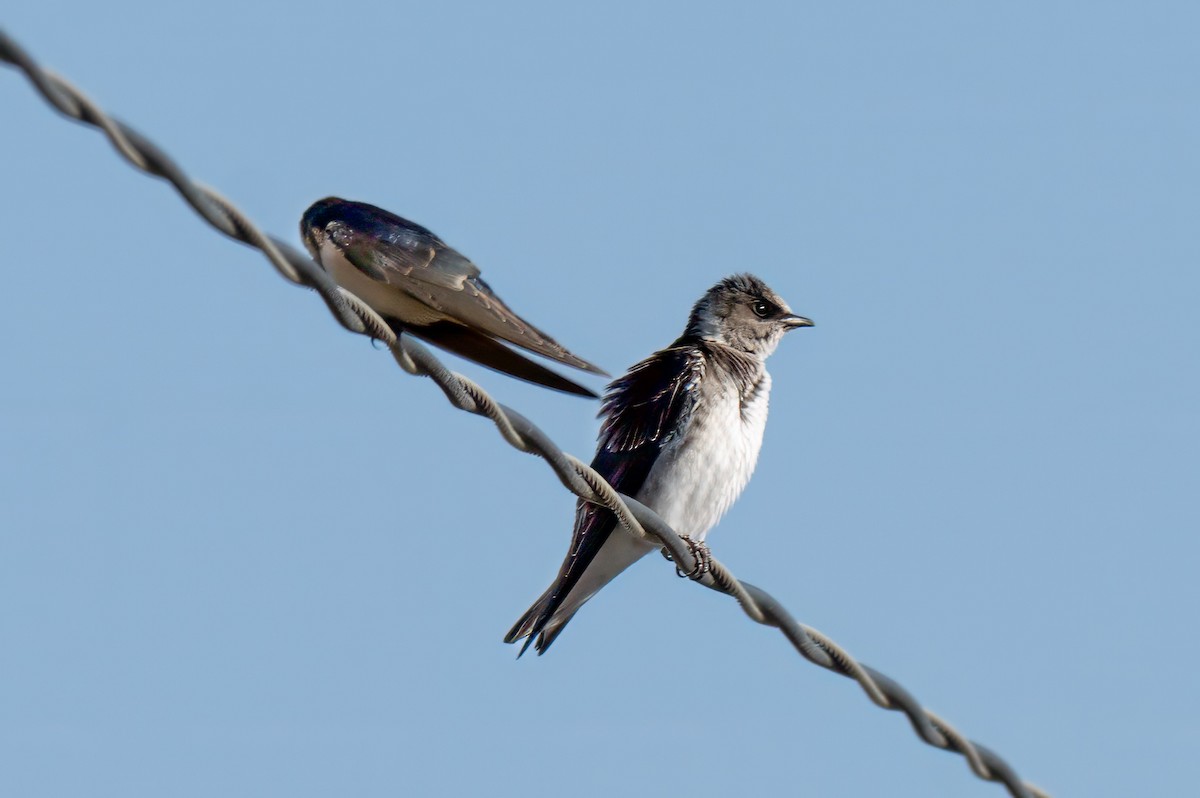 Purple Martin - ML641079541