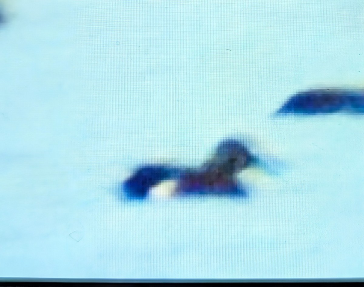 Australasian Shoveler - ML641079556