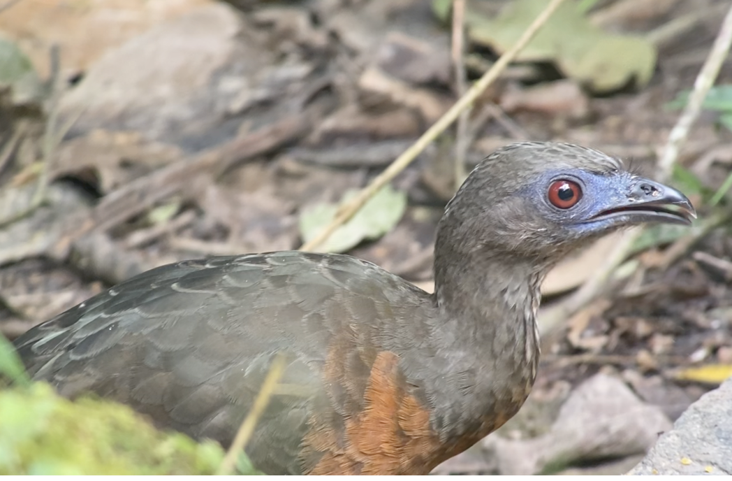 カマバネシャクケイ - ML641079571