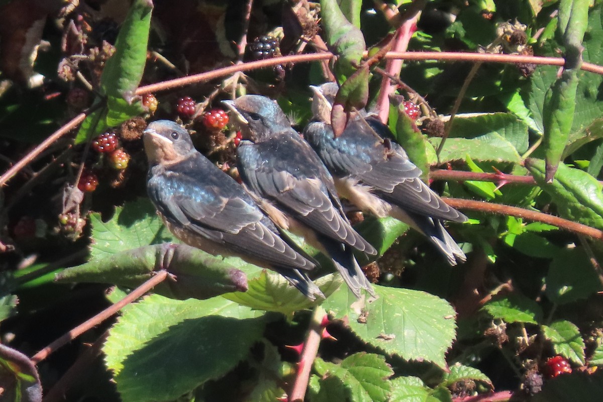 Barn Swallow (American) - ML641079578