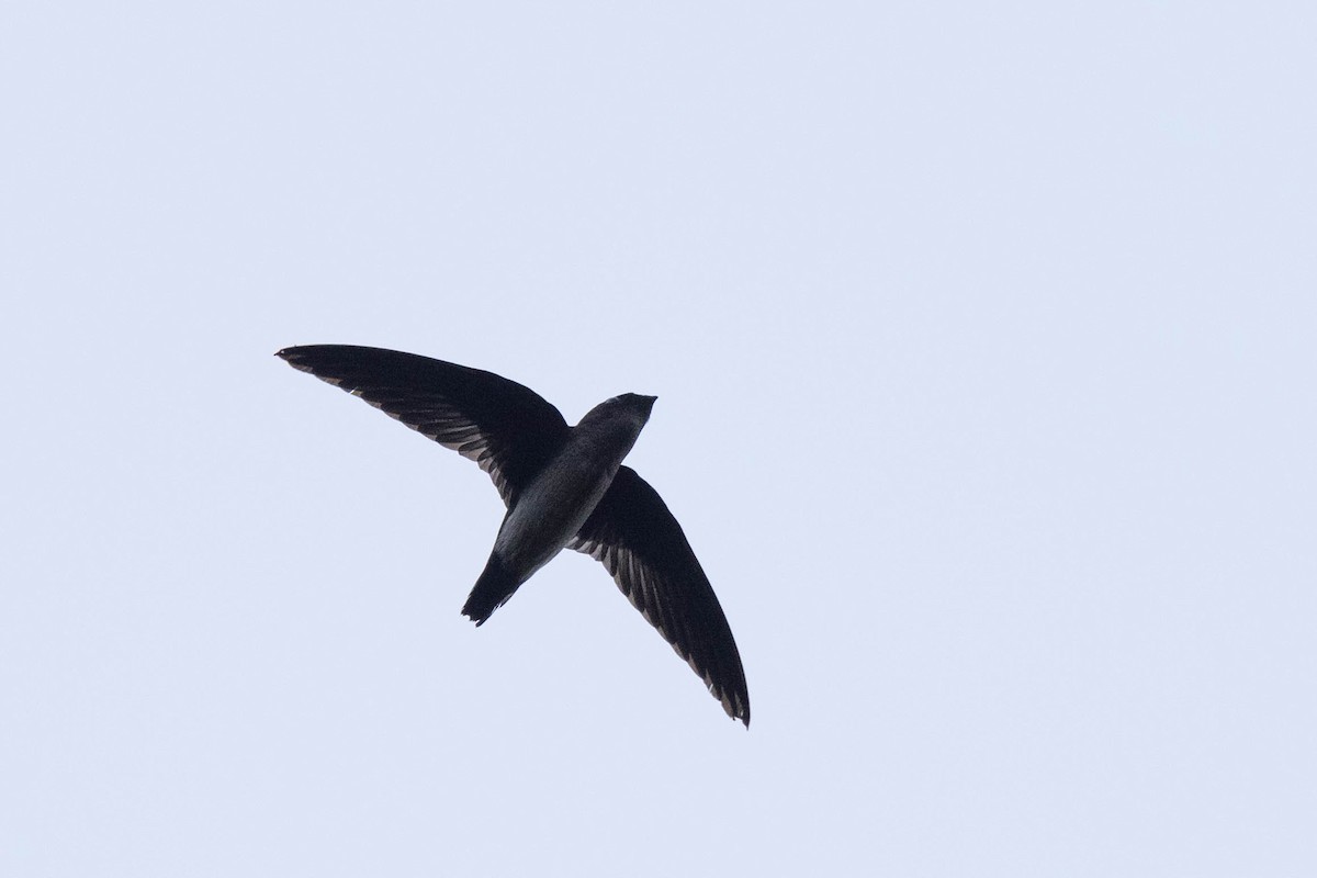 Papuan Spinetail - ML641079581