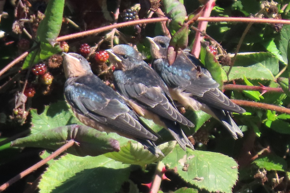 Barn Swallow (American) - ML641079582