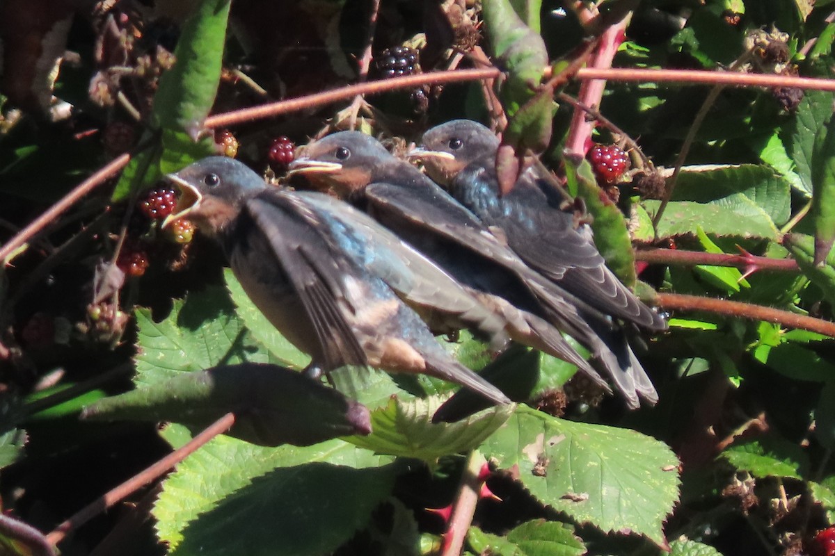 Barn Swallow (American) - ML641079588