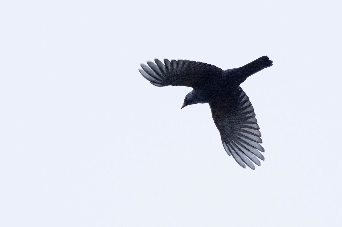 Boyer's Cuckooshrike - ML641079589