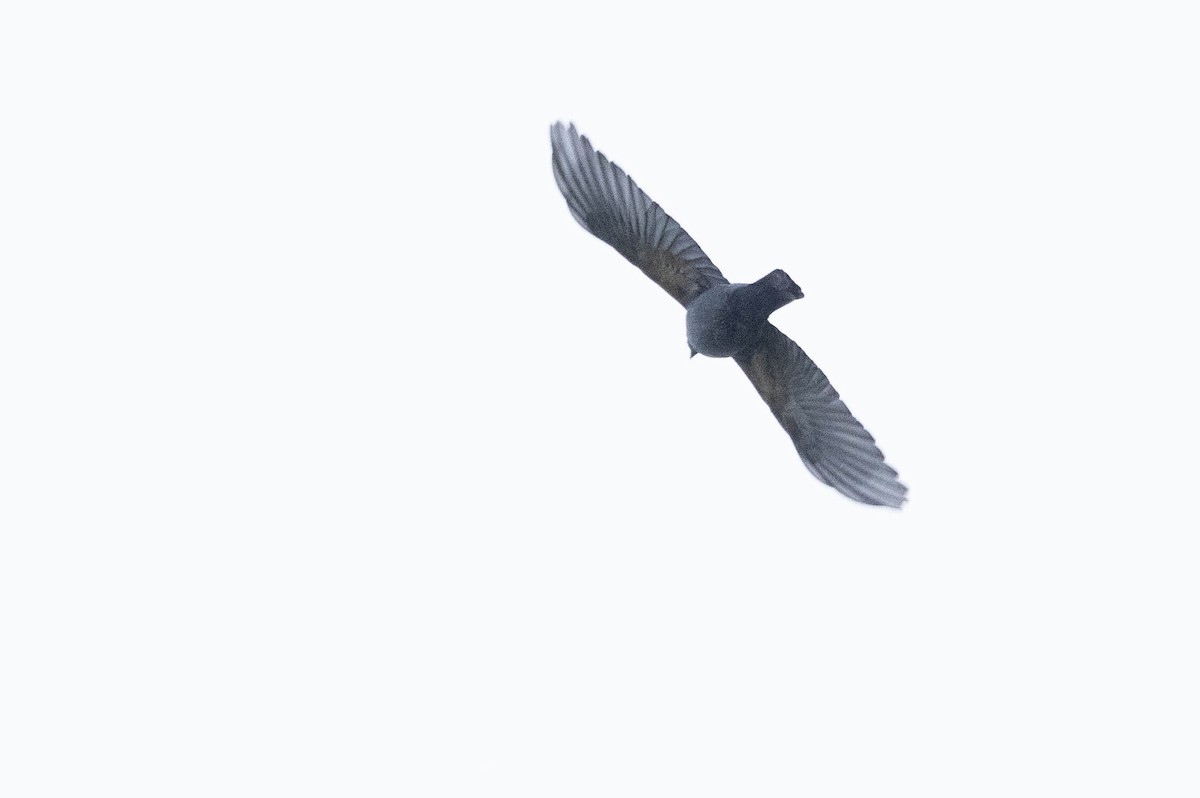 Boyer's Cuckooshrike - ML641079590
