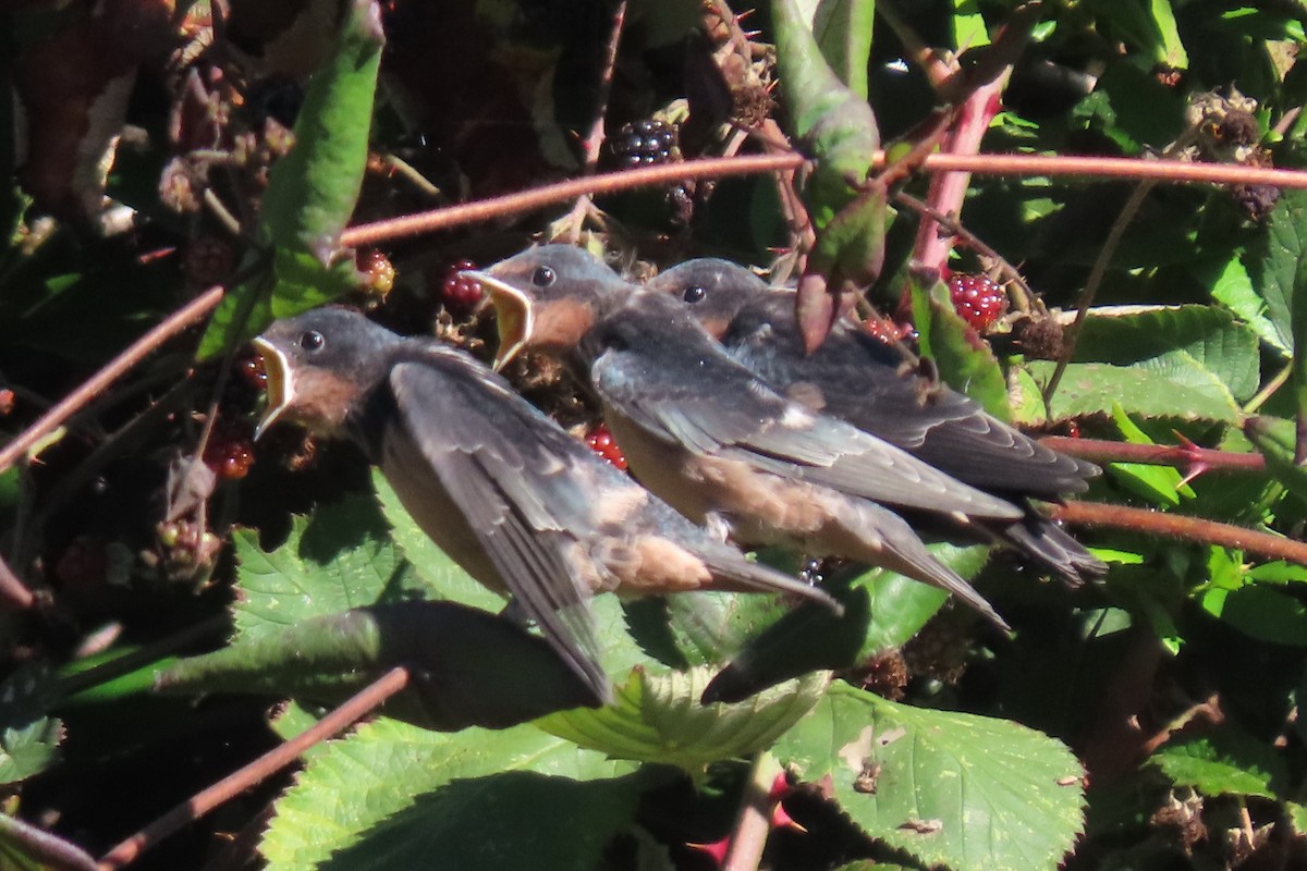 Barn Swallow (American) - ML641079595
