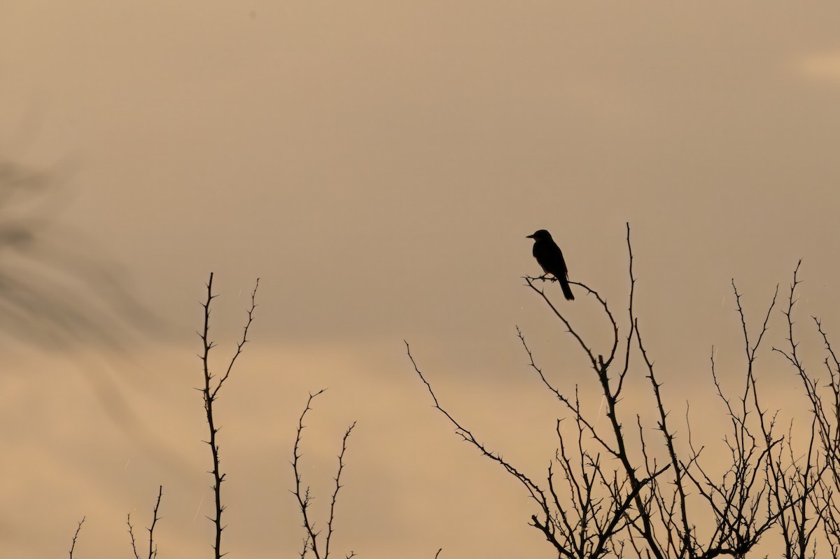 Eastern Kingbird - ML641079600