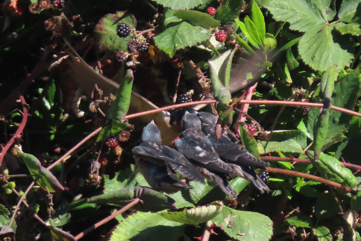 Barn Swallow (American) - ML641079602
