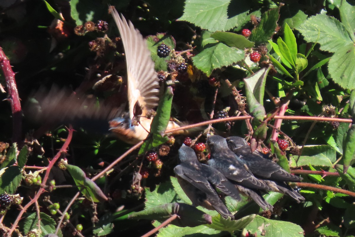 Barn Swallow (American) - ML641079604