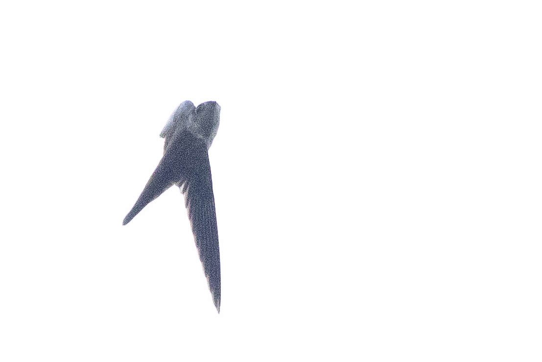 Uniform Swiftlet - ML641079614