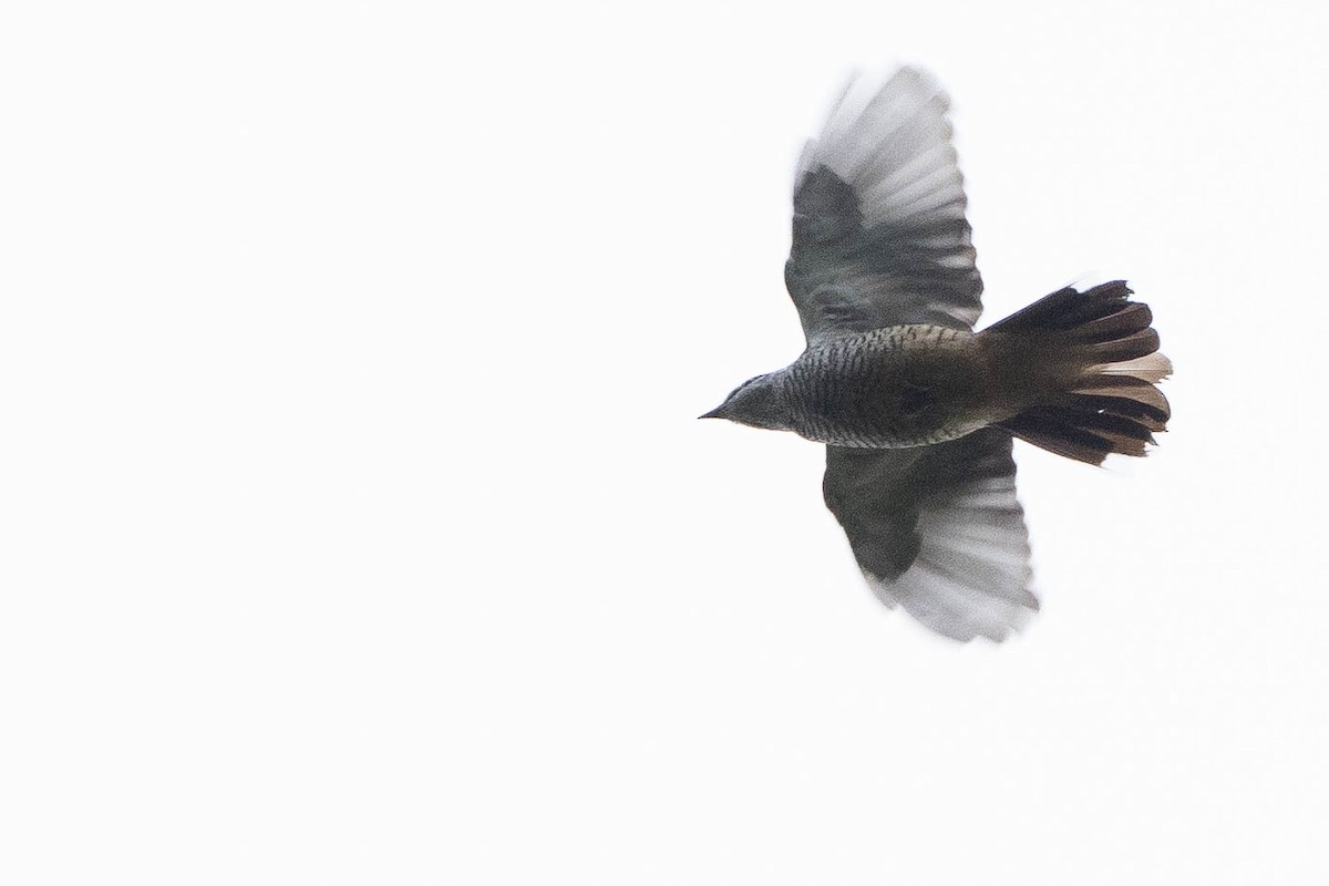 Varied Triller - ML641079625