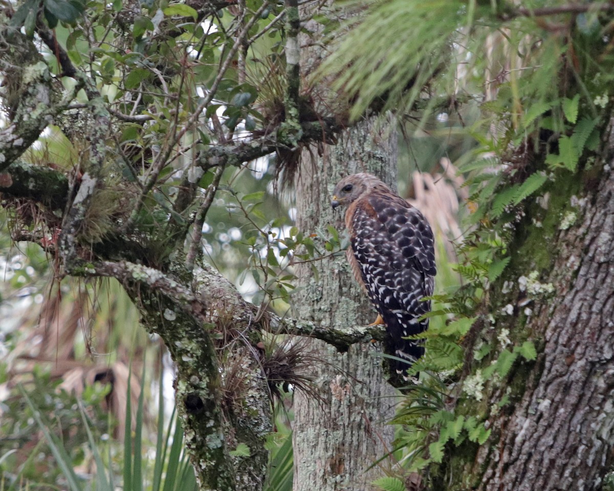 Red-shouldered Hawk - ML641079630
