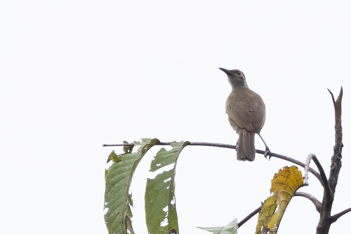 Tawny-breasted Honeyeater - ML641079631