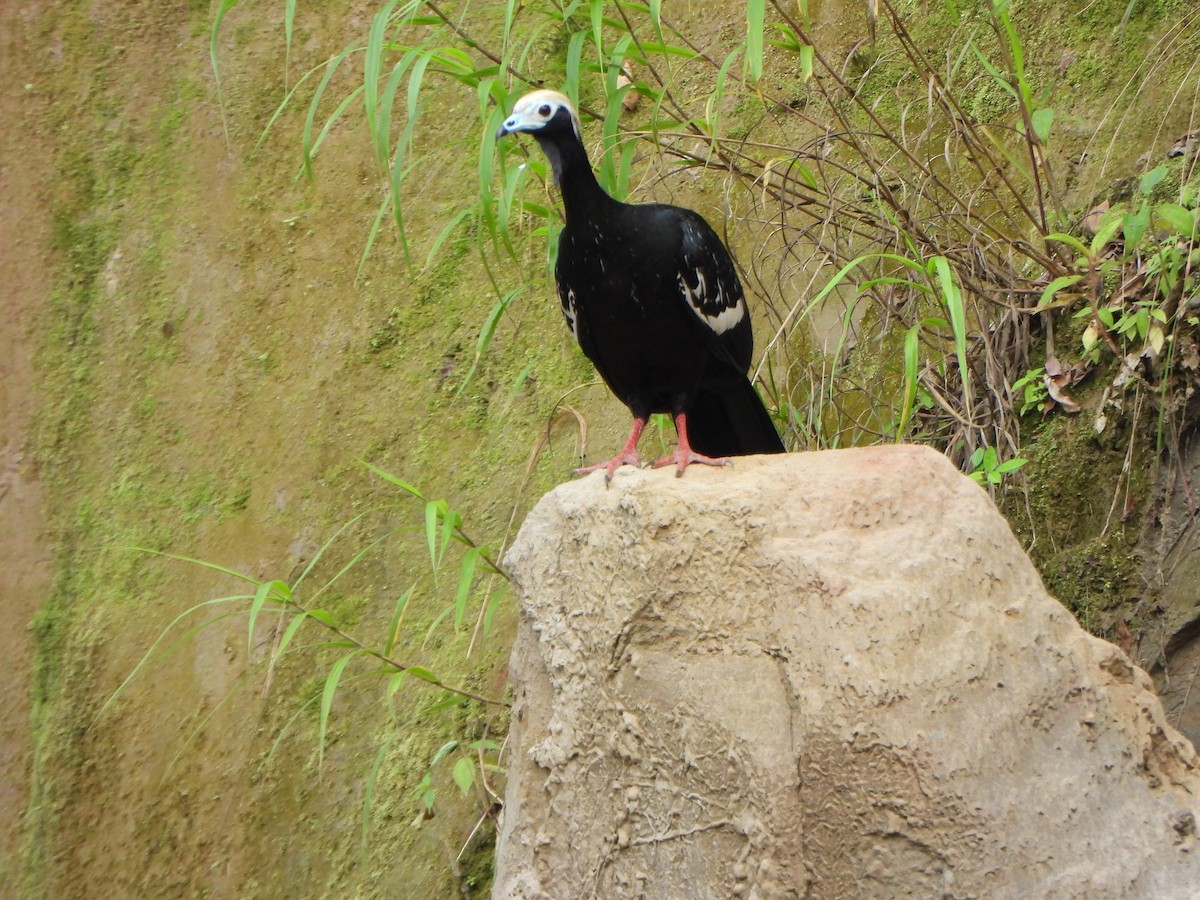 Blue-throated Piping-Guan - ML641079632