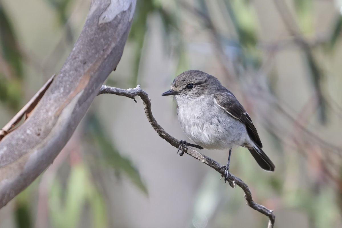 Hooded Robin - ML641079663