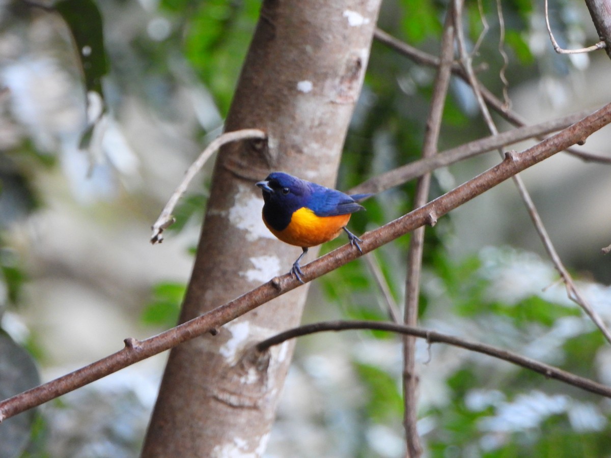 Rufous-bellied Euphonia - ML641079664