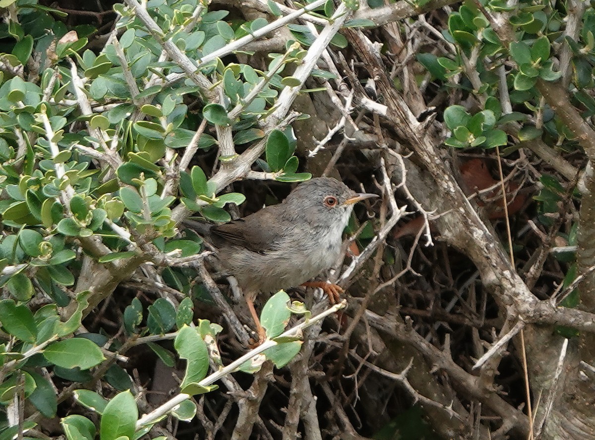 Curruca Balear - ML641079695
