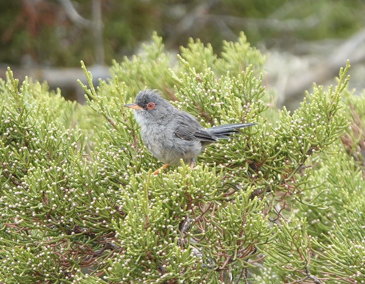 Curruca Balear - ML641079700