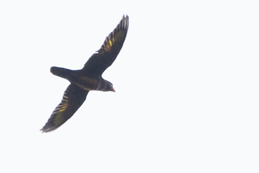Dusky Lory - ML641079711