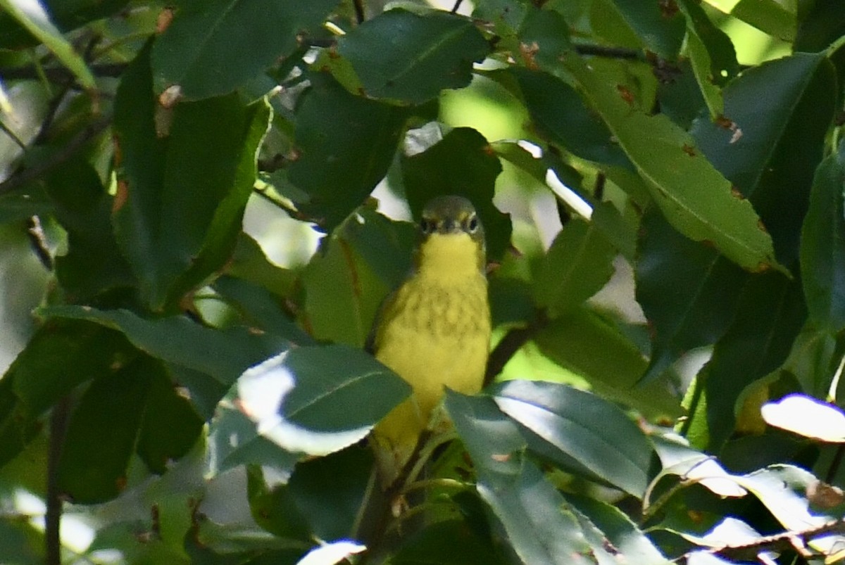 Canada Warbler - ML641079713