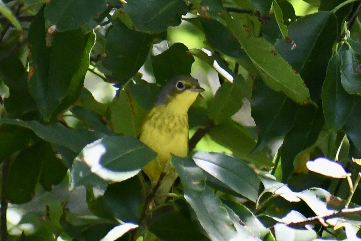 Canada Warbler - ML641079714