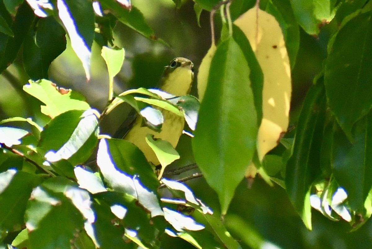 Canada Warbler - ML641079715