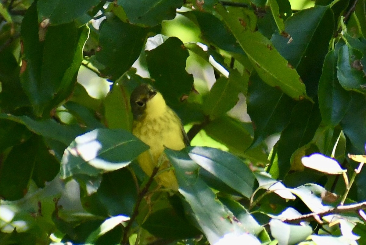Canada Warbler - ML641079716