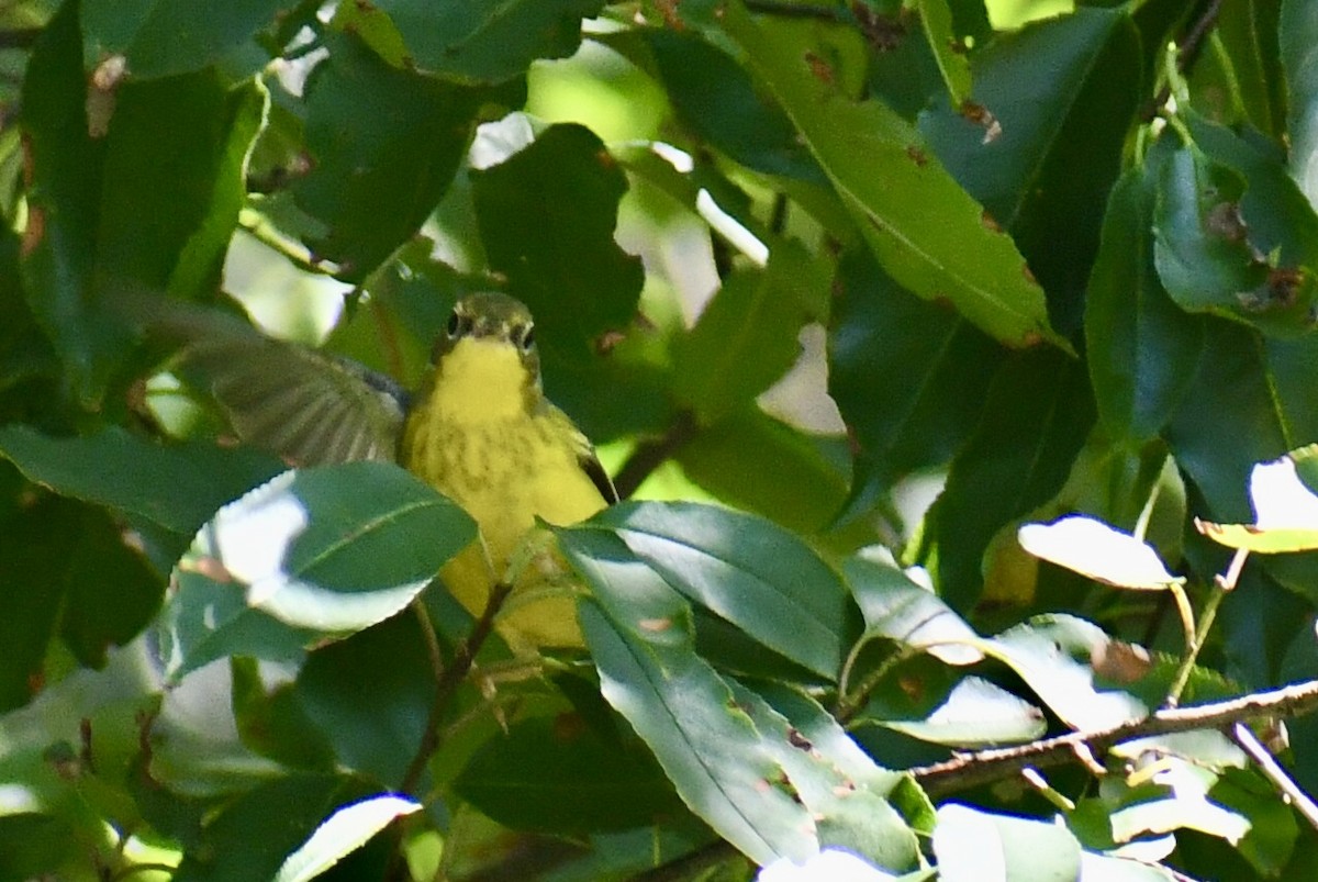 Canada Warbler - ML641079717
