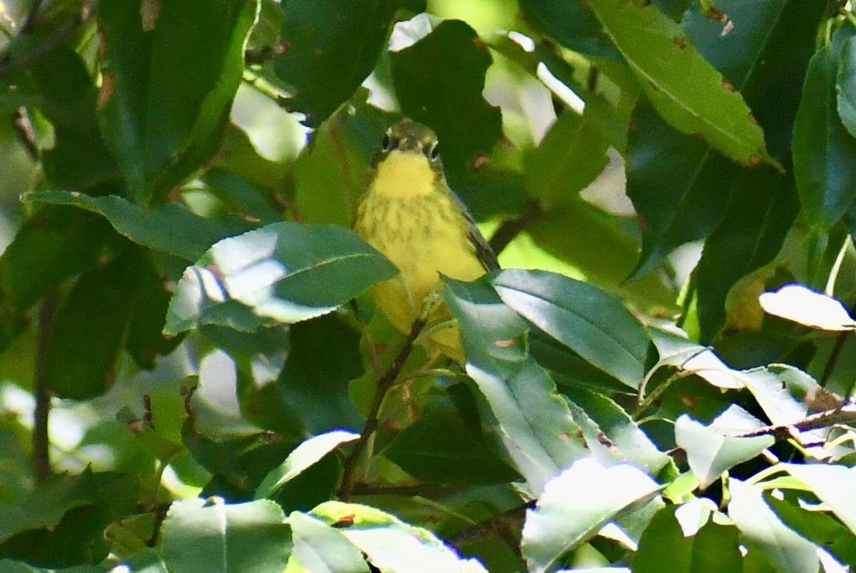 Canada Warbler - ML641079718